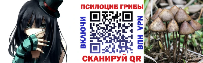 Купить Вяземский Галлюциногенные грибы Psilocybine cubensis
